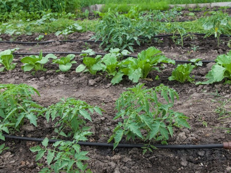 sustav za navodnjavanje kap po kap za štednju vrijemena i novca