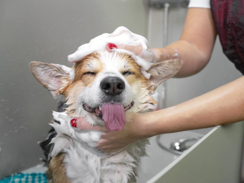 Sve za redovito higijenu vašog psa možete nabaviti u pasjoj trgovini.